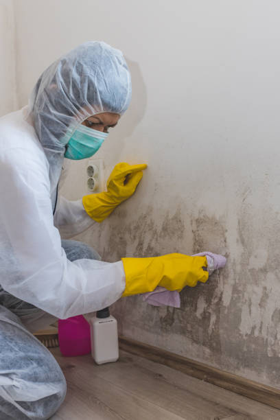 Ferris, TX Mold Removal Company