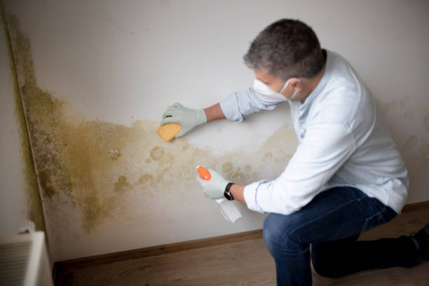 Asbestos and Lead Testing During Mold Inspection in Ferris, TX